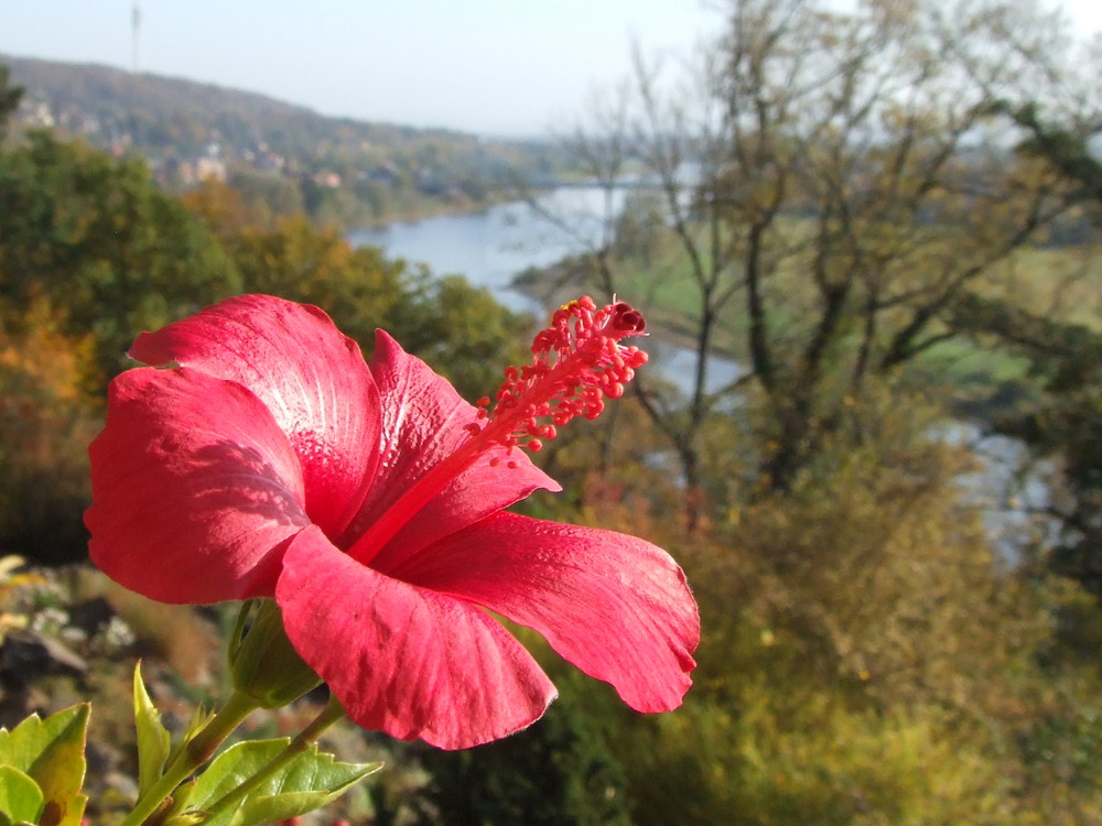 Hibiskusblüte