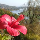 Hibiskusblüte