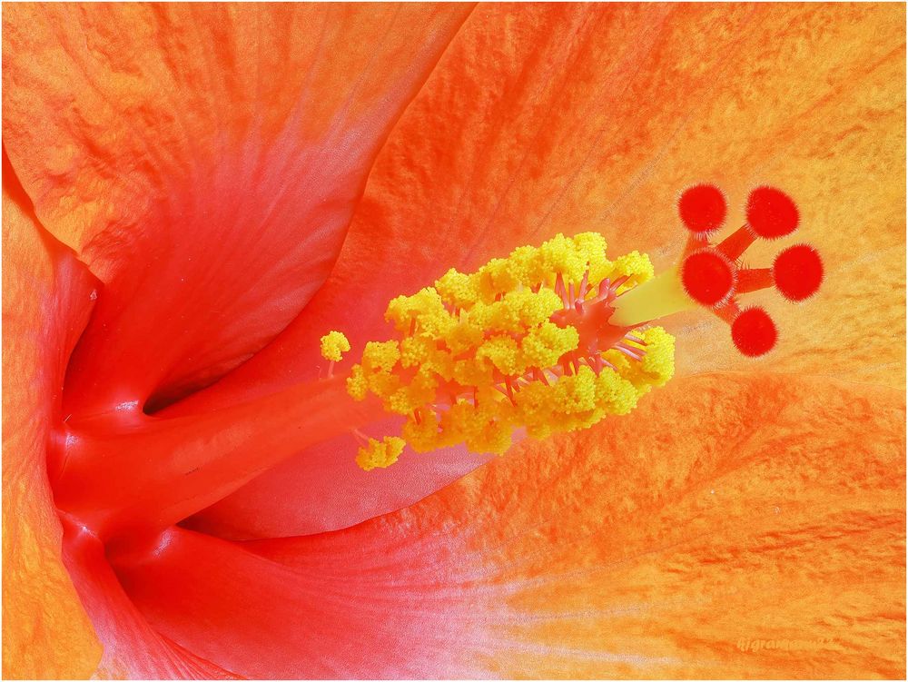 hibiskusblüte ....