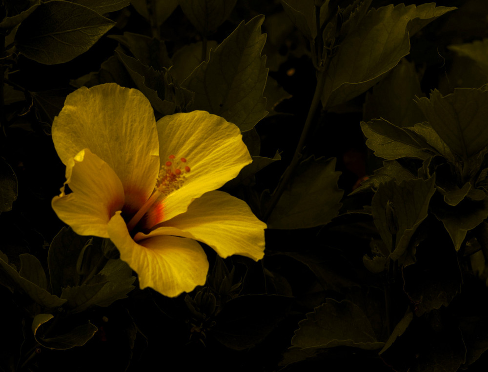 Hibiskusblüte