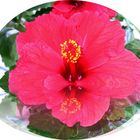 Hibiskusblüte