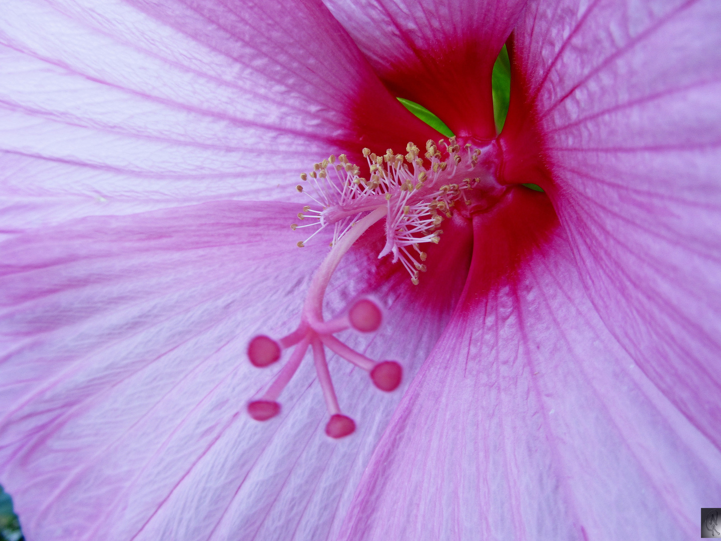 Hibiskusblüte