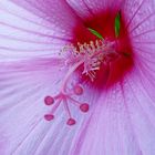 Hibiskusblüte