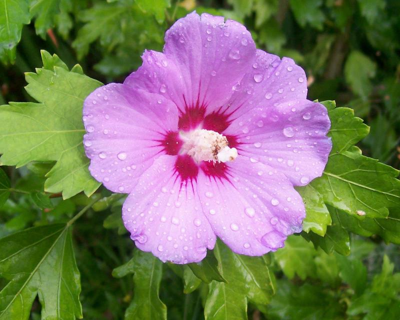 Hibiskusblüte