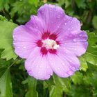 Hibiskusblüte