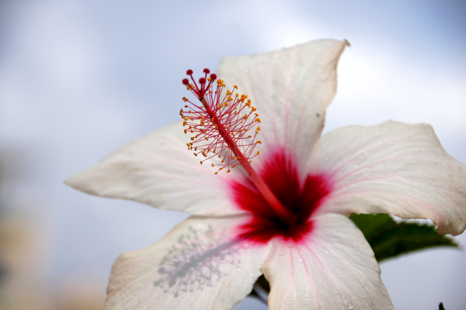 Hibiskusblüte