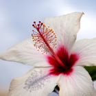 Hibiskusblüte