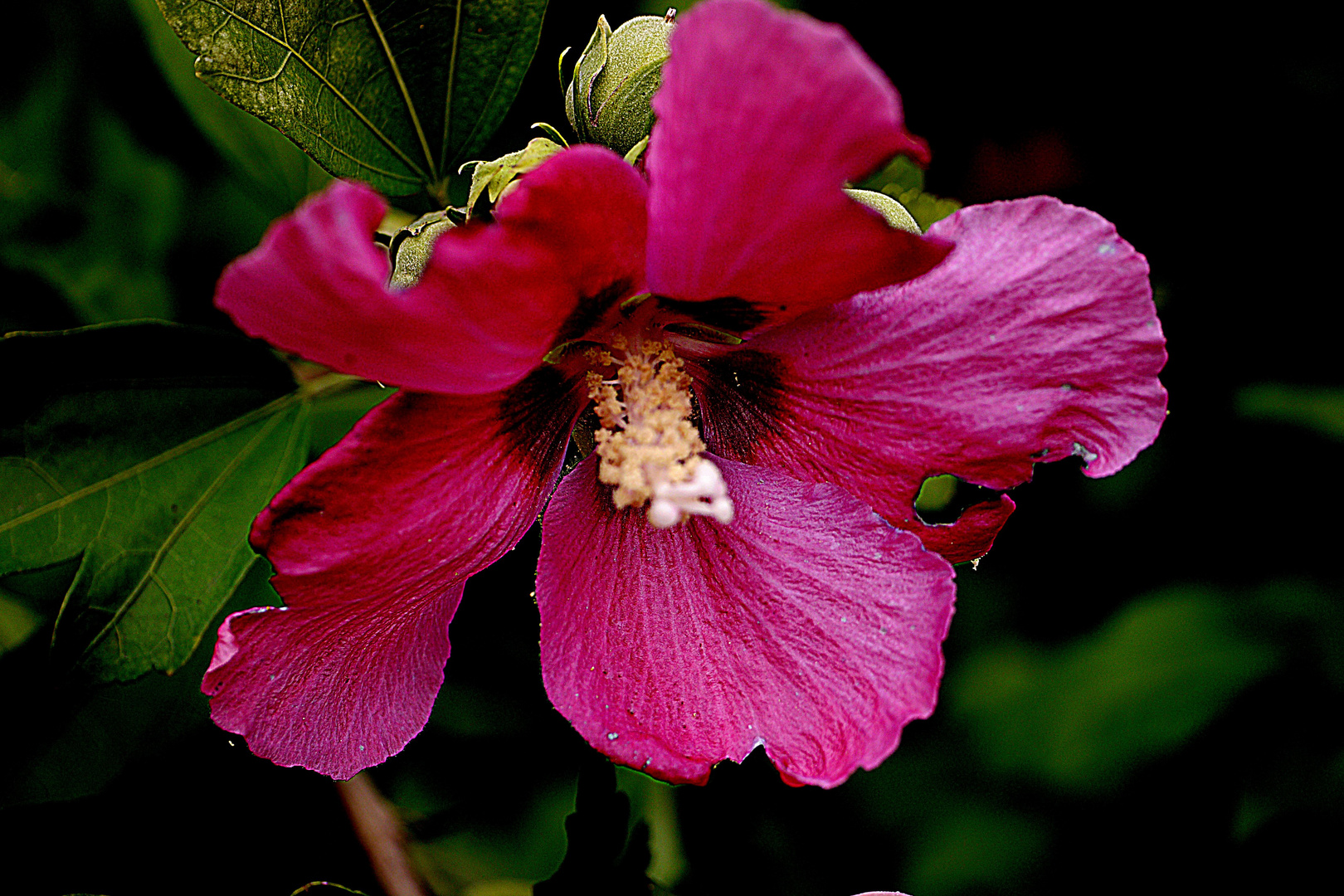 Hibiskusblüte