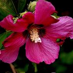 Hibiskusblüte