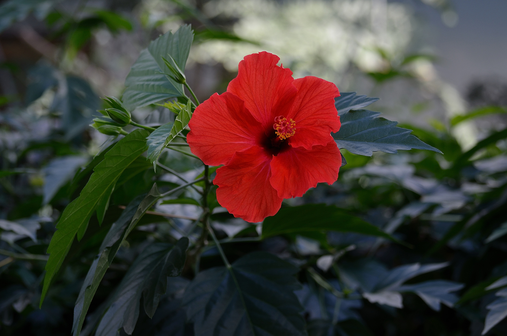 Hibiskusblüte