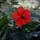 Hibiskusblüte