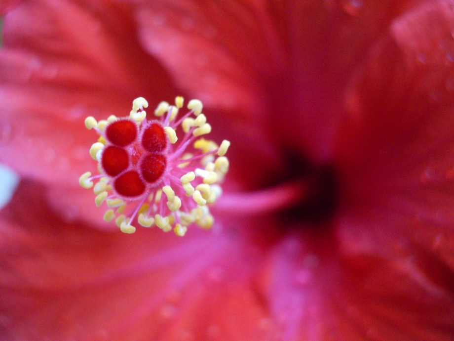 Hibiskusblüte #2