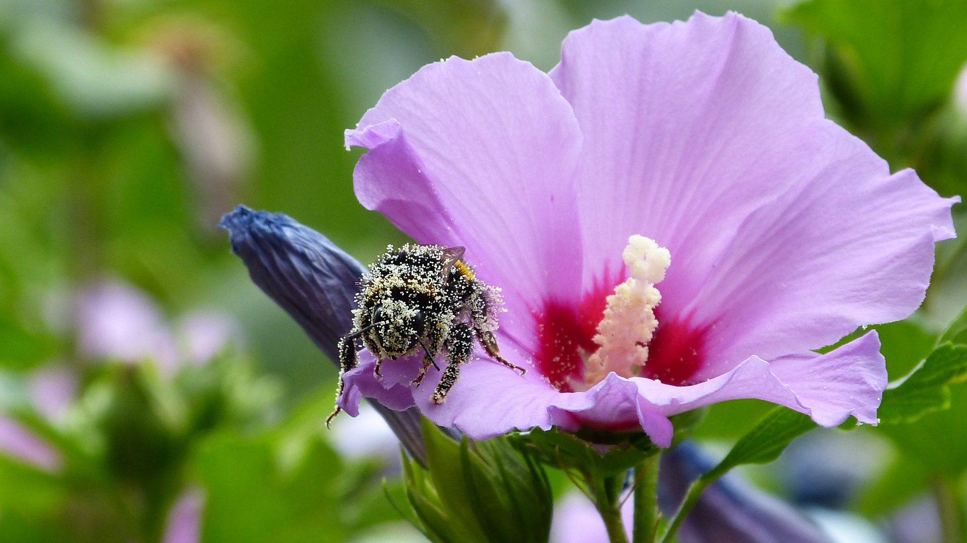 Hibiskusblüte 2