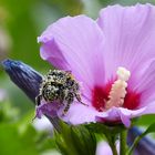 Hibiskusblüte 2