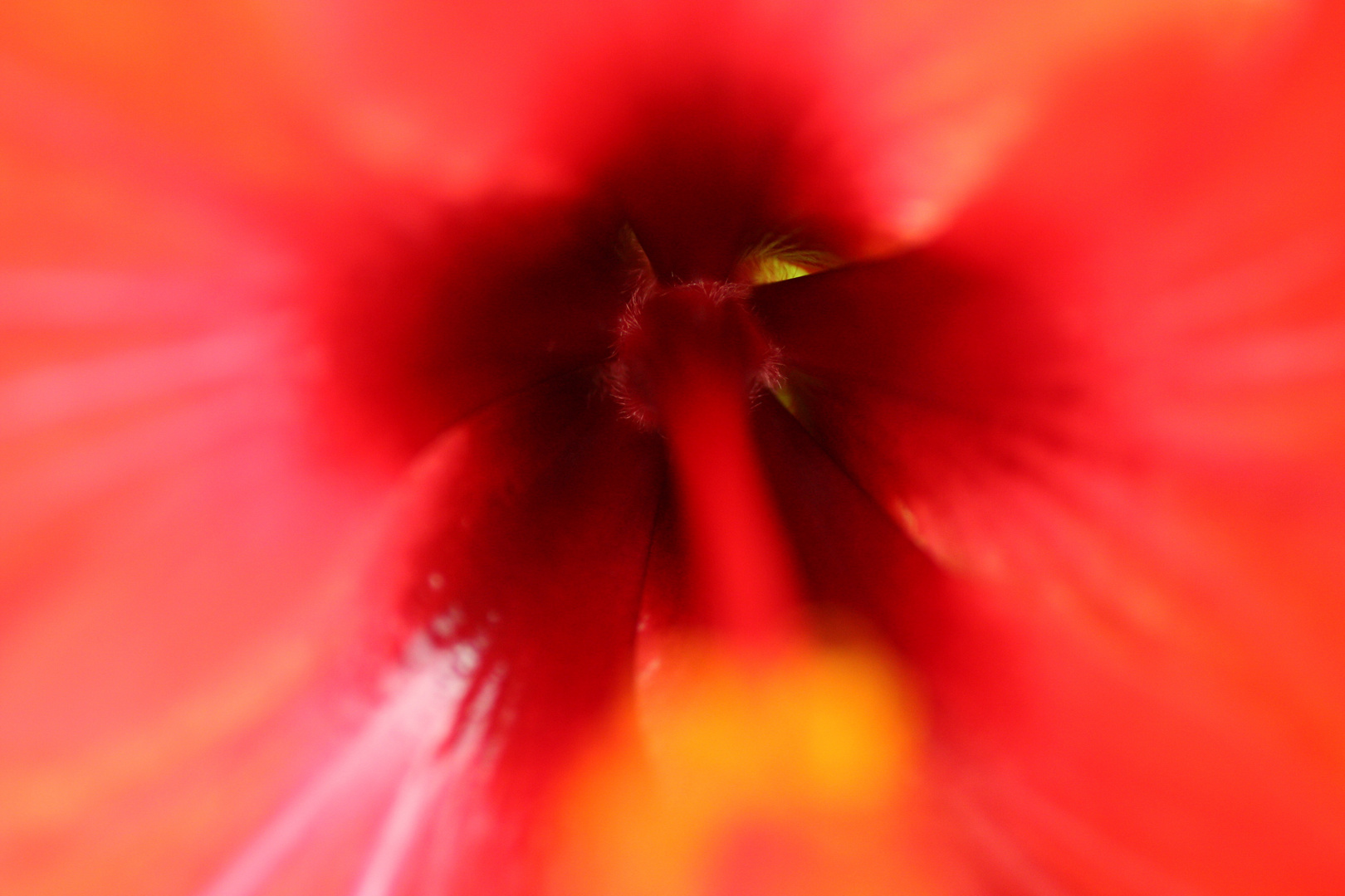 Hibiskusblüte 2