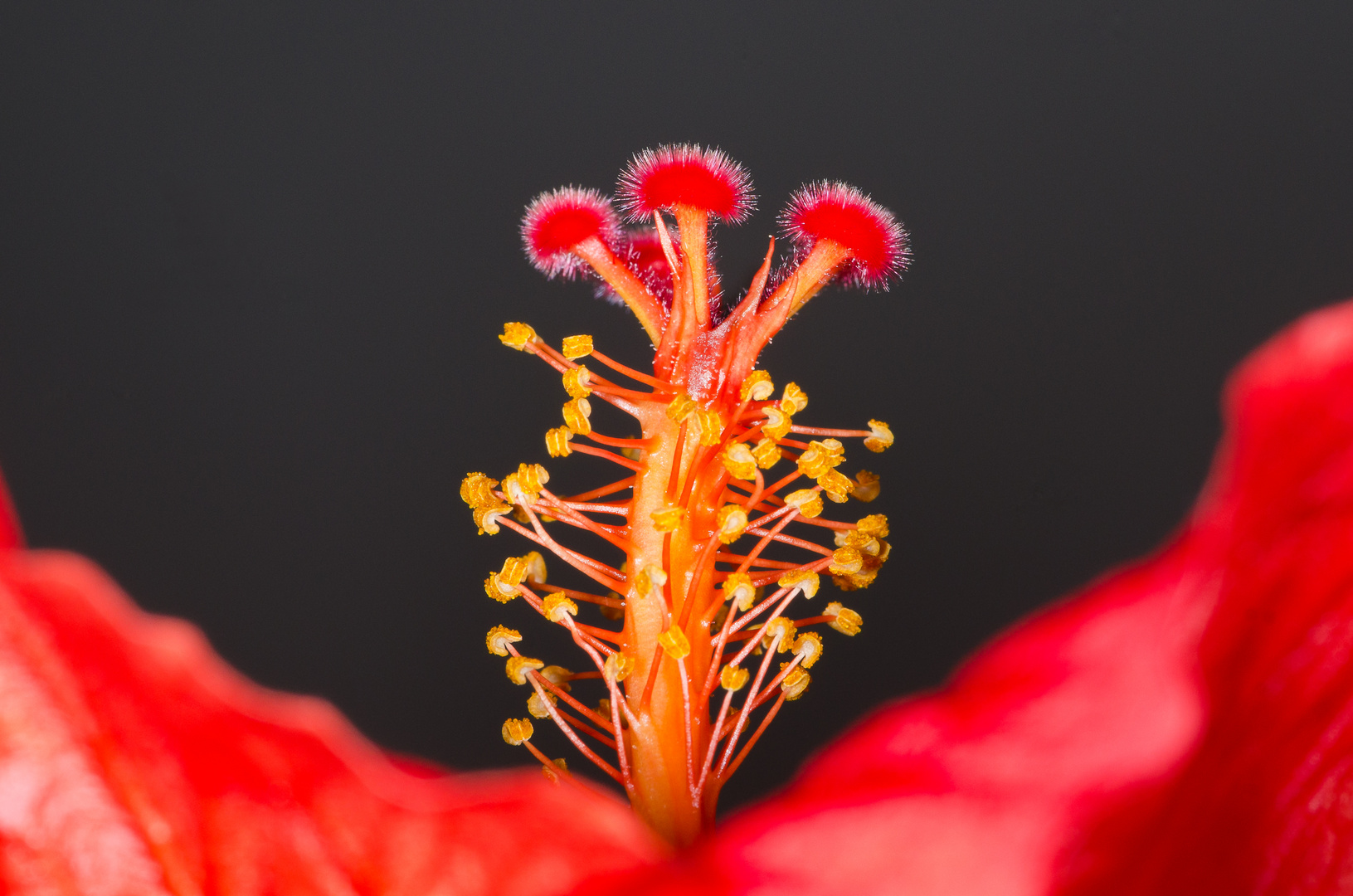 Hibiskusblüte (2)