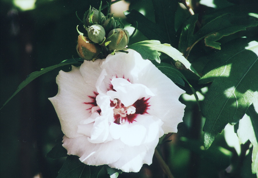 Hibiskusblüte 2