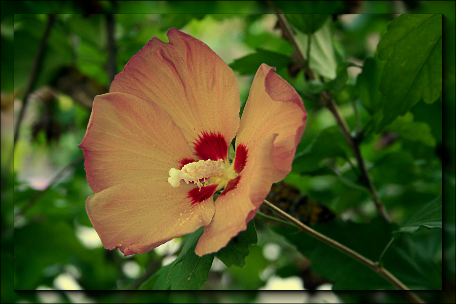 Hibiskusblüte