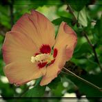 Hibiskusblüte