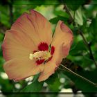 Hibiskusblüte