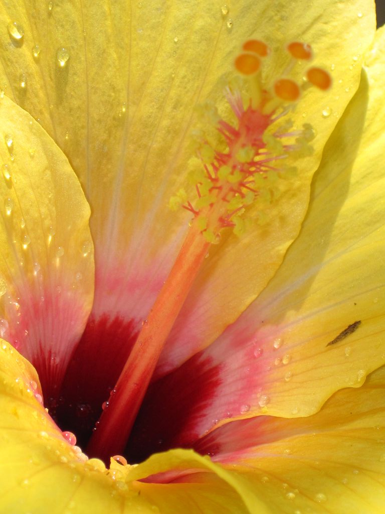 Hibiskusblüte