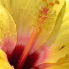 Hibiskusblüte