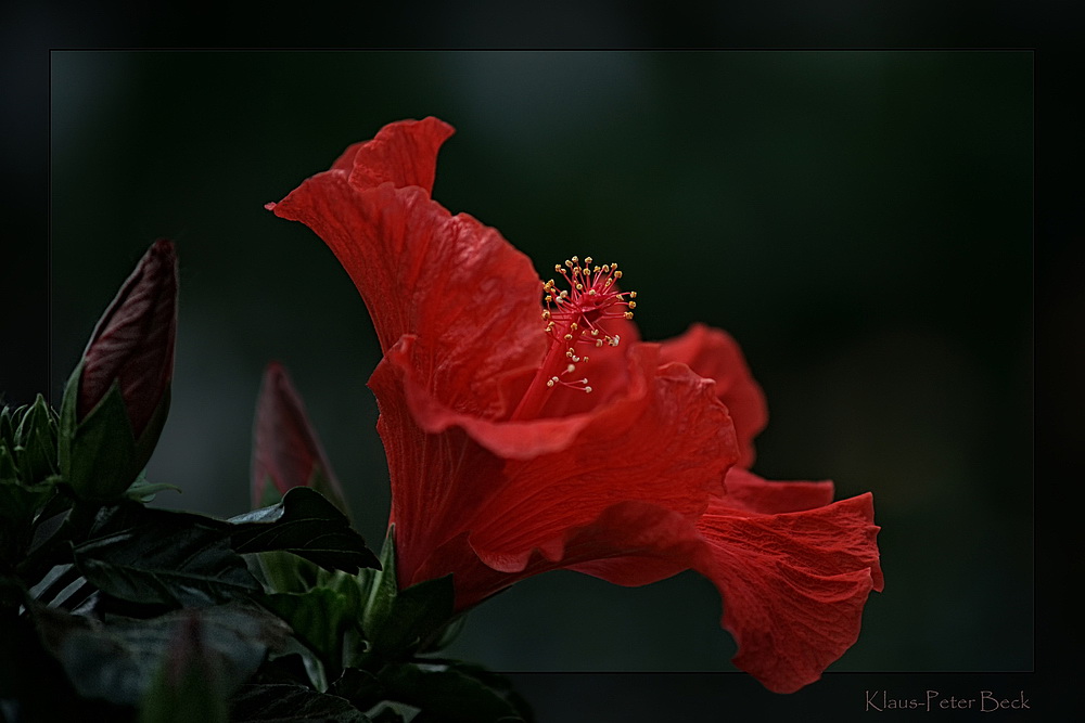 Hibiskusblüte