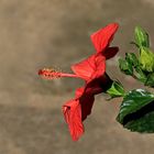 Hibiskusblüte