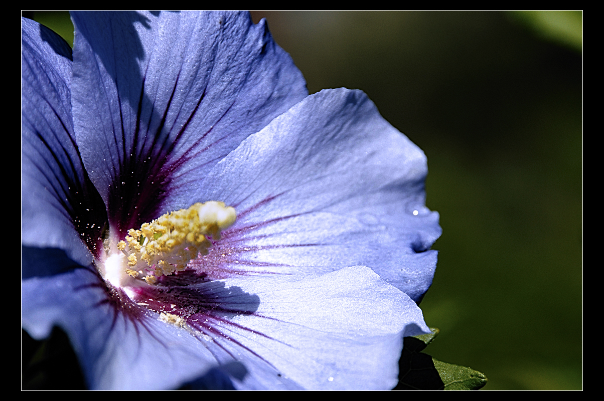 Hibiskusblüte