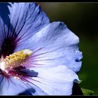 Hibiskusblüte