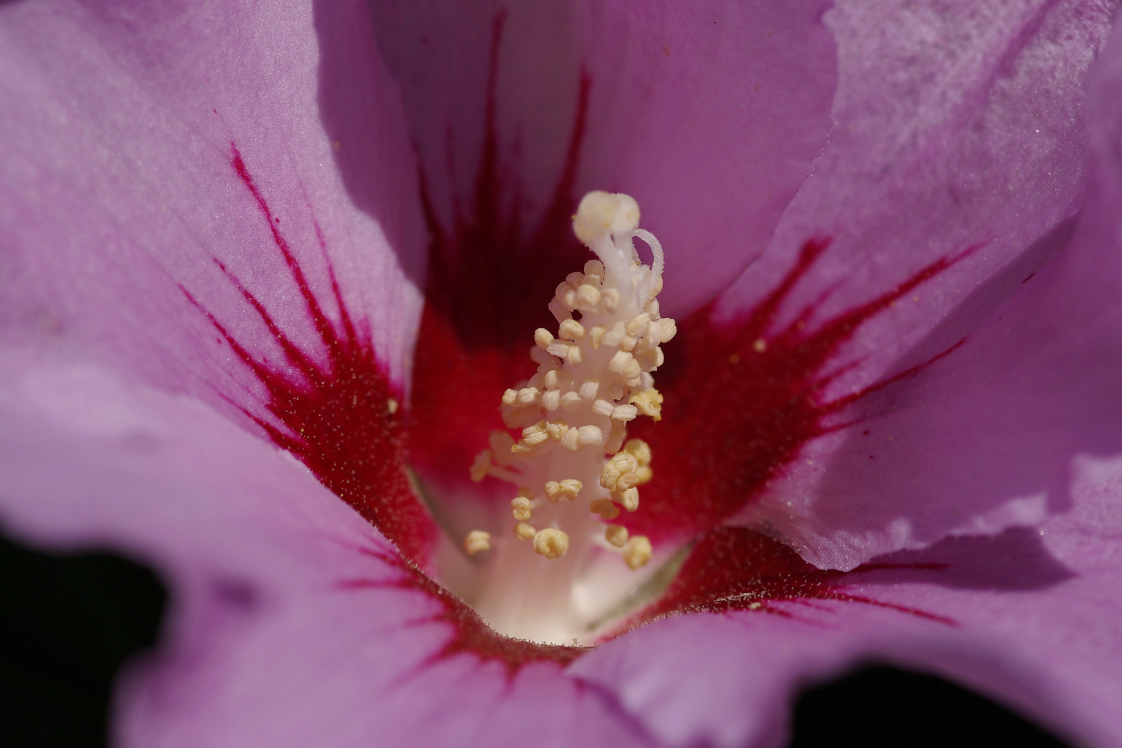 Hibiskusblüte