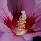 Hibiskusblüte