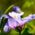 Hibiskusblüte