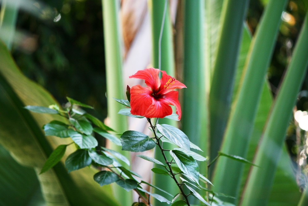 Hibiskusblüte