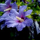 Hibiskusblüte