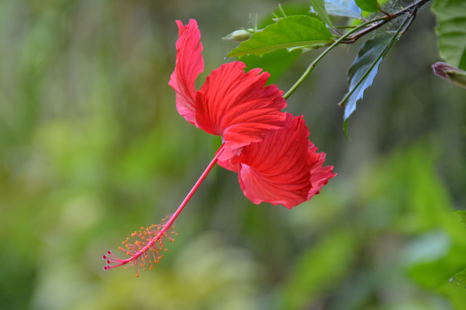 Hibiskusblüte