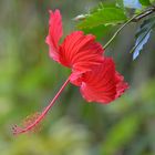 Hibiskusblüte