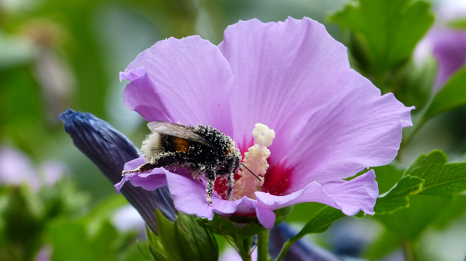 Hibiskusblüte 3