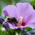 Hibiskusblüte 3