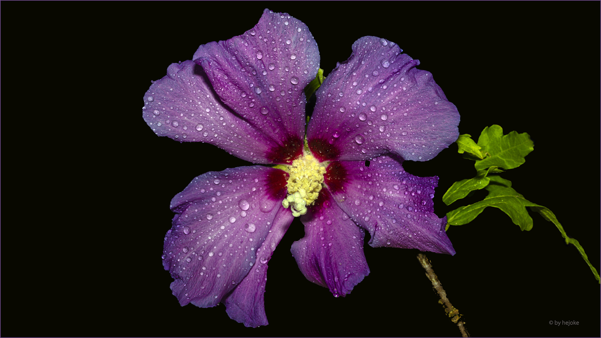 Hibiskusblüte 3