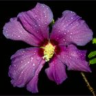 Hibiskusblüte 3