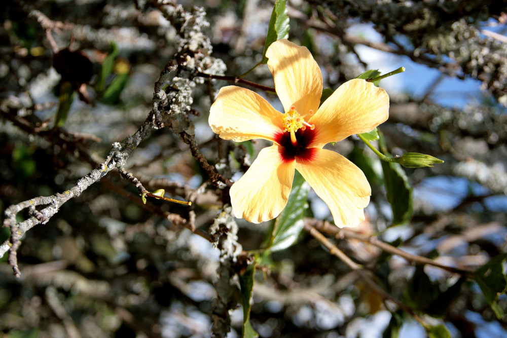 Hibiskusblüte