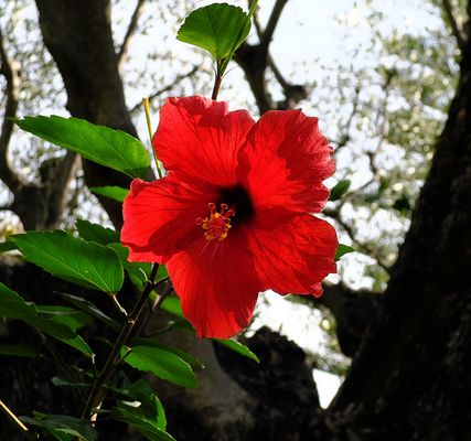 Hibiskusblüte