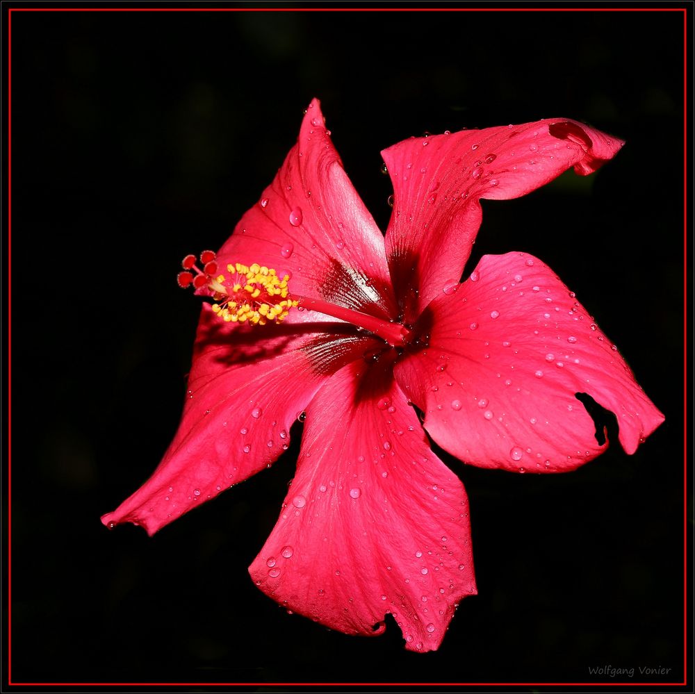 Hibiskusblüte 