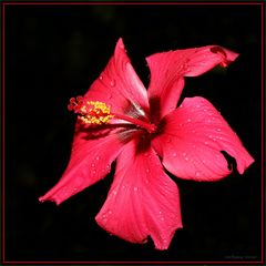 Hibiskusblüte 