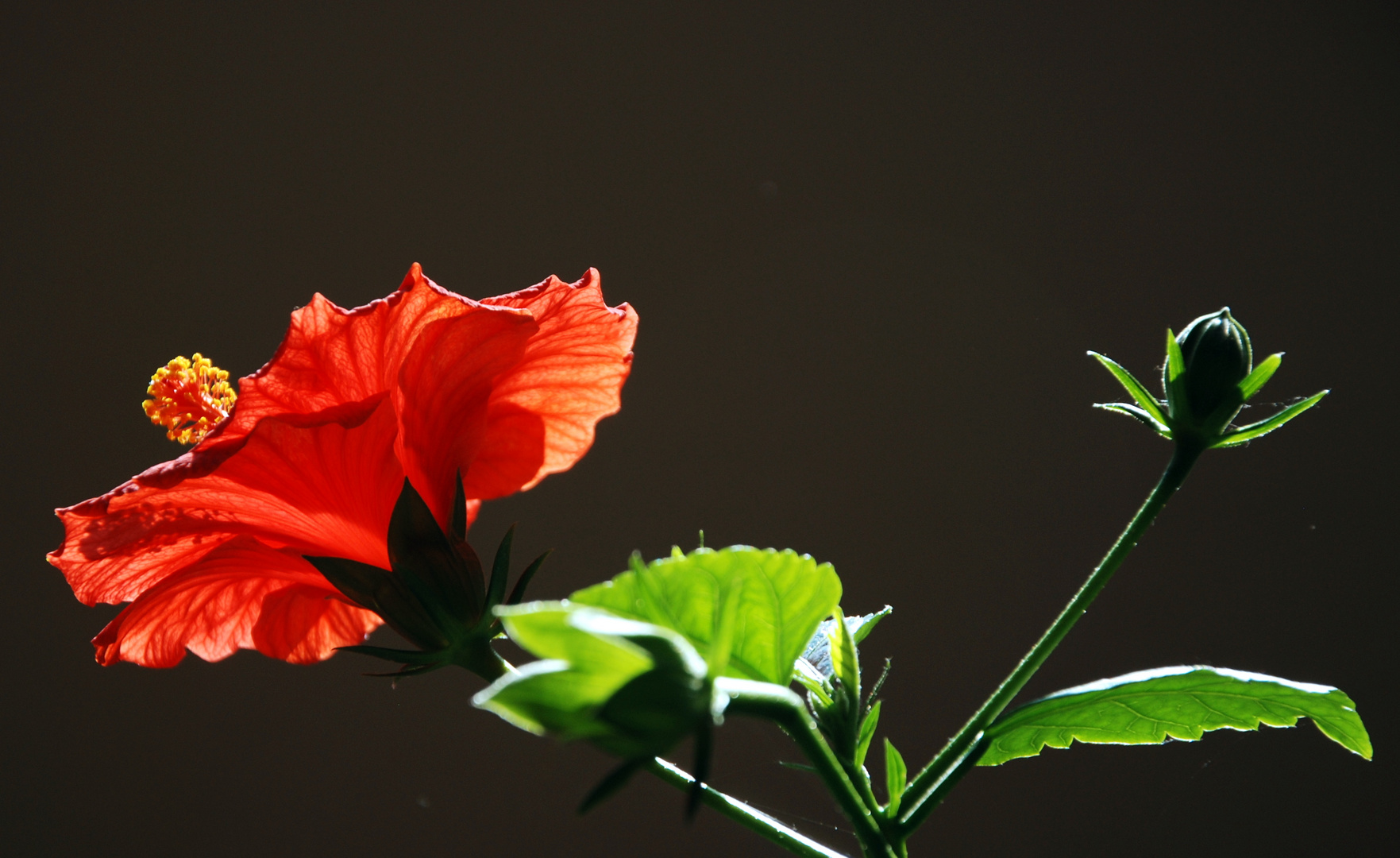 Hibiskusblüte