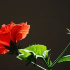 Hibiskusblüte