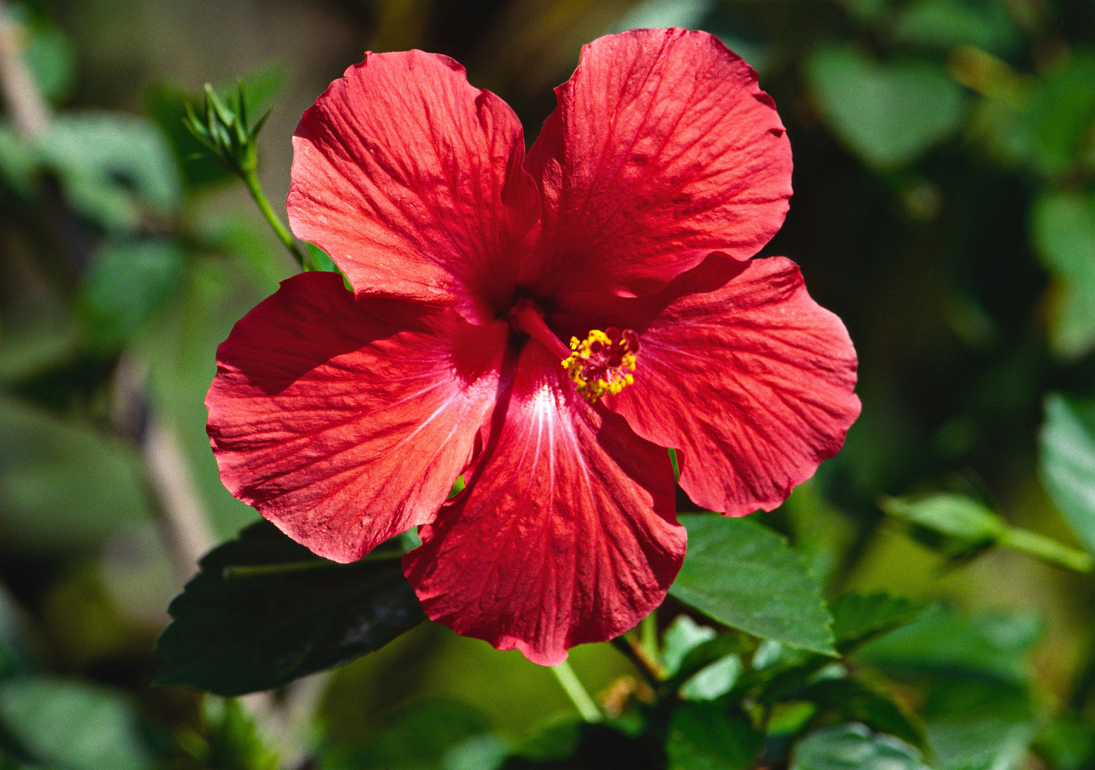 Hibiskusblüte