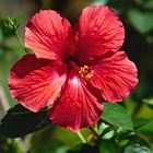 Hibiskusblüte