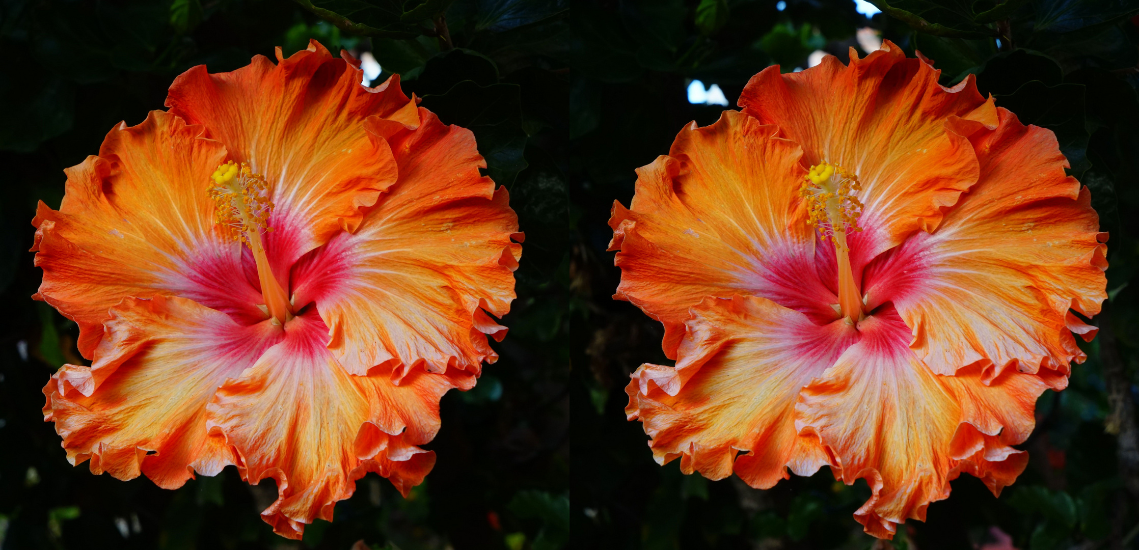 Hibiskusblüte (3D-X-View Cha- know how - Zwischenergebnis)